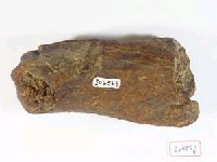 藏品(動物腿骨化石)的圖片